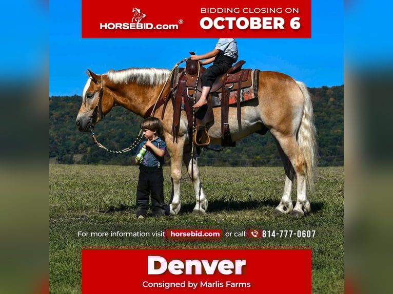 Haflinger / Avelignese Castrone 5 Anni 145 cm in Rebersburg, PA
