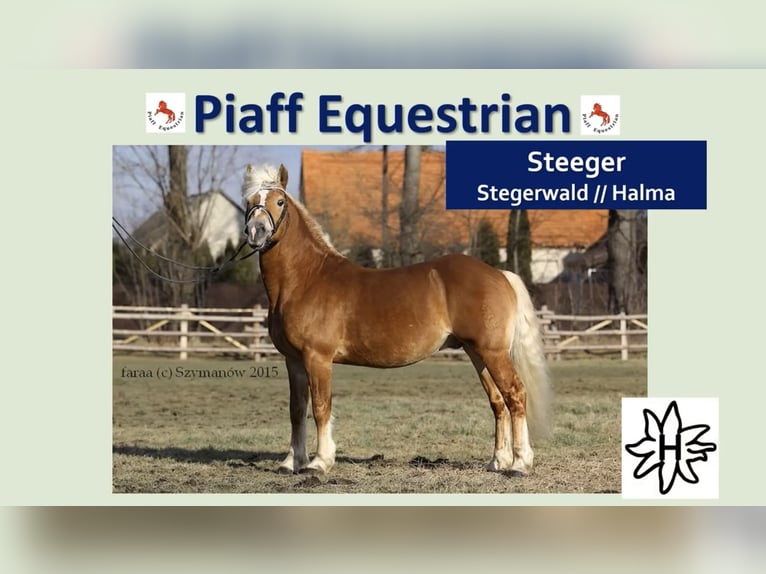 Haflinger / Avelignese Mix Castrone 5 Anni 145 cm Sauro in Buchholz (Westerwald)Asbach
