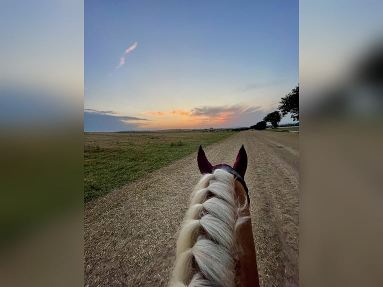 Haflinger / Avelignese Castrone 5 Anni 145 cm Sauro in Roßleben-Wiehe