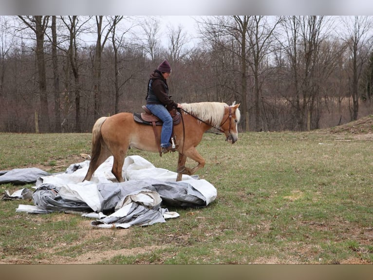 Haflinger / Avelignese Castrone 5 Anni 145 cm Sauro scuro in Howell MI