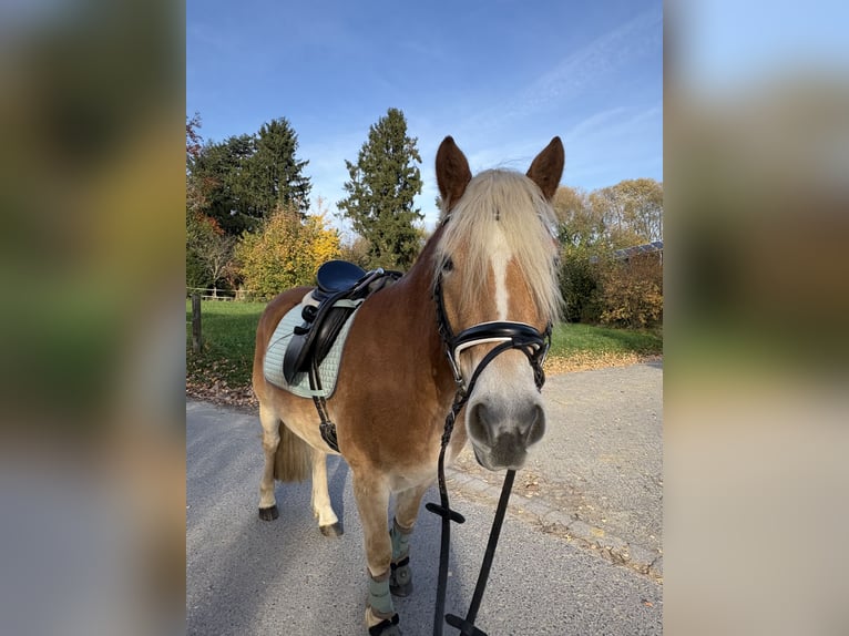Haflinger / Avelignese Castrone 5 Anni 146 cm Sauro in Recklinghausen