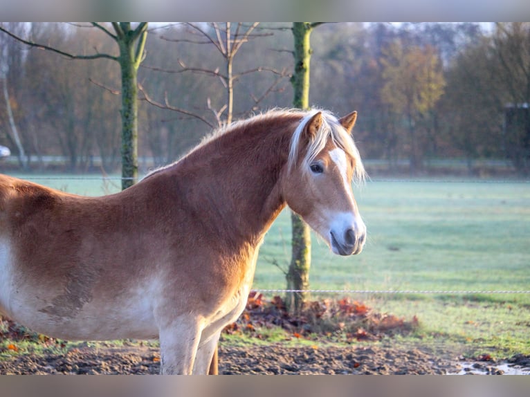 Haflinger / Avelignese Castrone 5 Anni 146 cm Sauro in Recklinghausen