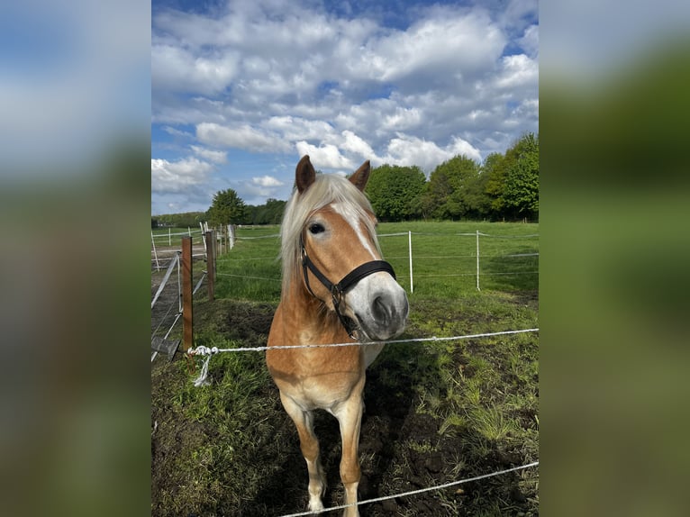 Haflinger / Avelignese Castrone 5 Anni 146 cm Sauro in Recklinghausen