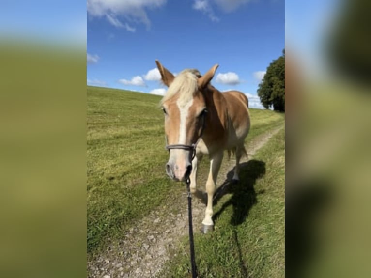 Haflinger / Avelignese Castrone 5 Anni 146 cm Sauro in Schwerte