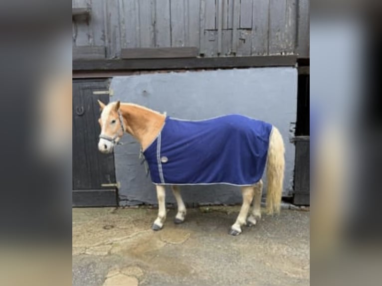 Haflinger / Avelignese Castrone 5 Anni 146 cm Sauro in Schwerte