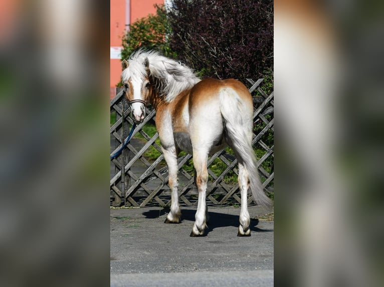Haflinger / Avelignese Mix Castrone 5 Anni 147 cm  in Békéscsaba