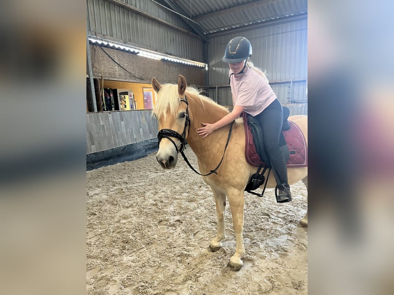 Haflinger / Avelignese Castrone 5 Anni 147 cm Palomino in Hulsberg