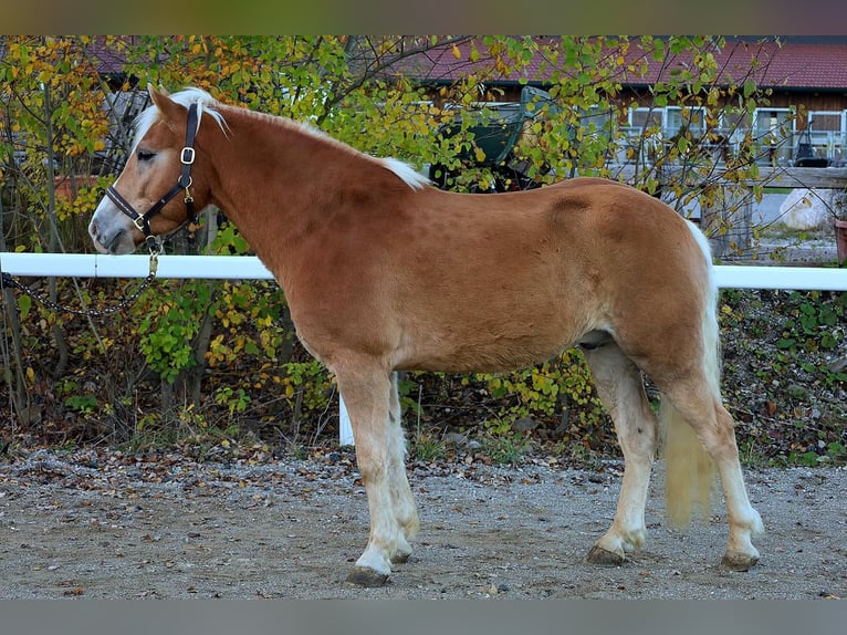 Haflinger / Avelignese Castrone 5 Anni 147 cm Sauro in Stra&#xDF;walchen