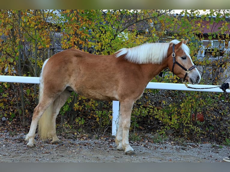 Haflinger / Avelignese Castrone 5 Anni 147 cm Sauro in Stra&#xDF;walchen