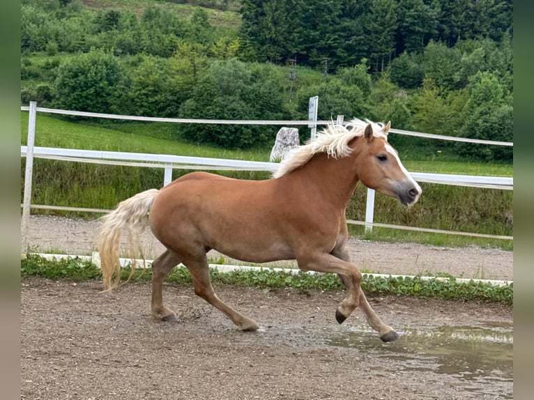 Haflinger / Avelignese Castrone 5 Anni 147 cm Sauro in Stra&#xDF;walchen