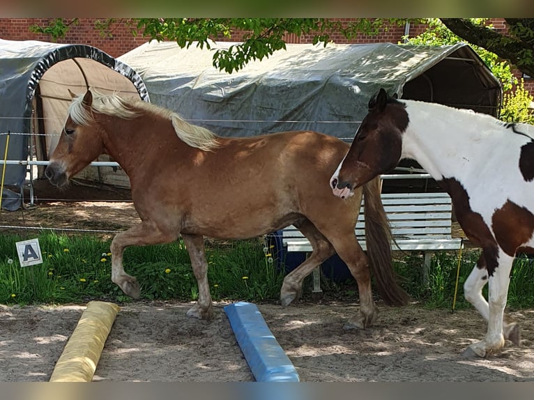Haflinger / Avelignese Mix Castrone 5 Anni 148 cm in Sehnde
