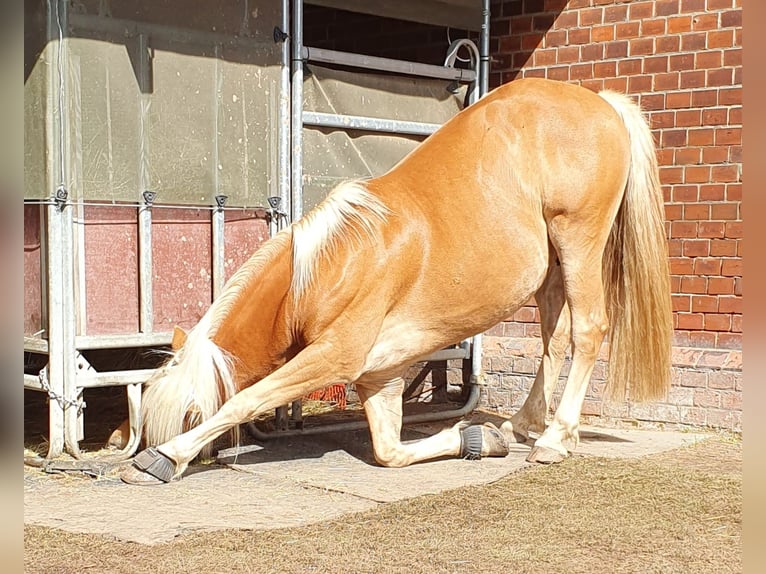 Haflinger / Avelignese Mix Castrone 5 Anni 148 cm in Sehnde