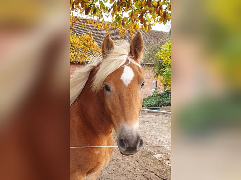 Haflinger / Avelignese Mix Castrone 5 Anni 148 cm in Sehnde