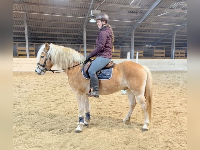 Haflinger / Avelignese Castrone 5 Anni 148 cm Sauro in Pelmberg