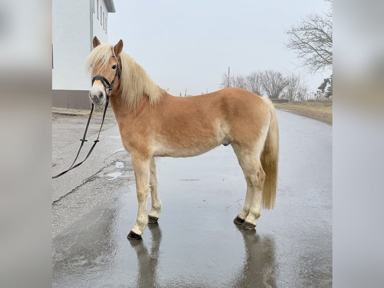 Haflinger / Avelignese Castrone 5 Anni 148 cm Sauro in Pelmberg