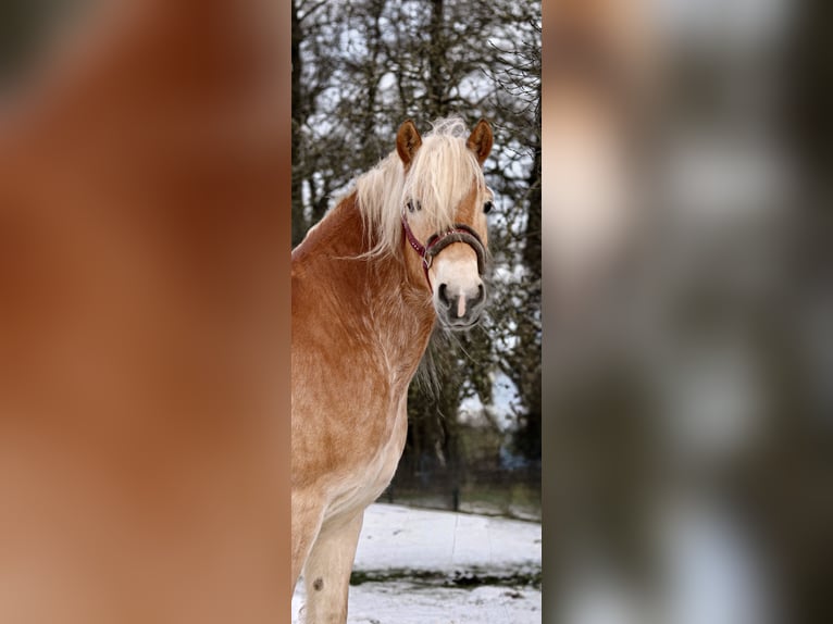 Haflinger / Avelignese Castrone 5 Anni 148 cm Sauro in Nordhorn
