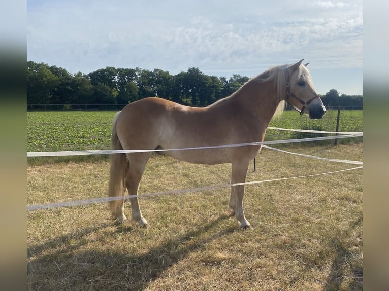 Haflinger / Avelignese Castrone 5 Anni 148 cm Sauro in Nordhorn