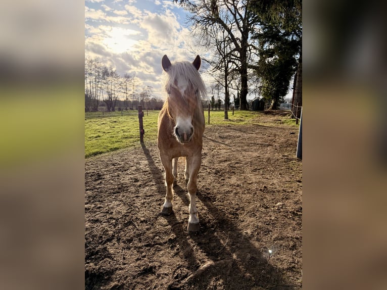 Haflinger / Avelignese Castrone 5 Anni 148 cm Sauro in Nordhorn