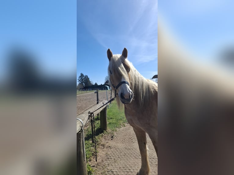 Haflinger / Avelignese Castrone 5 Anni 150 cm  in Hüttblek