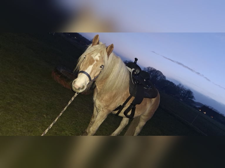 Haflinger / Avelignese Castrone 5 Anni 150 cm  in Hüttblek
