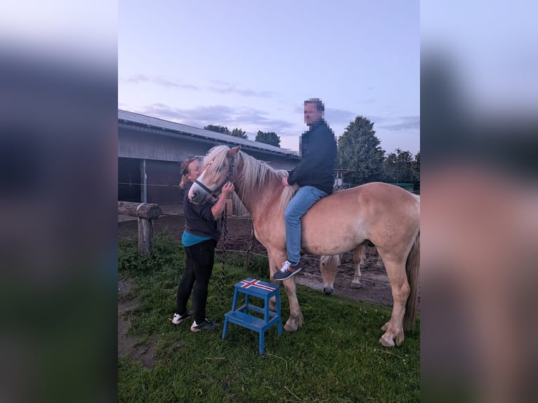 Haflinger / Avelignese Castrone 5 Anni 150 cm  in Hüttblek
