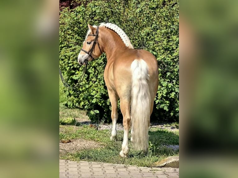 Haflinger / Avelignese Castrone 5 Anni 150 cm Palomino in Békéscsaba