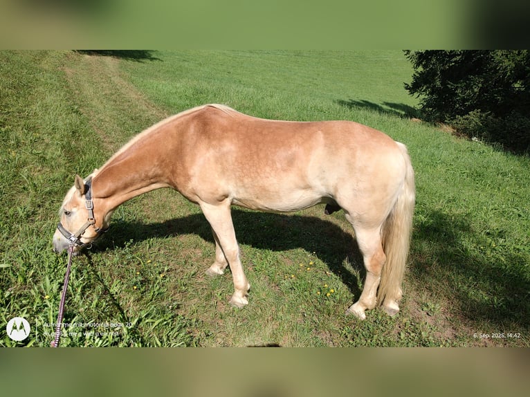 Haflinger / Avelignese Castrone 5 Anni 150 cm Sauro in Feldkirchen an der Donau