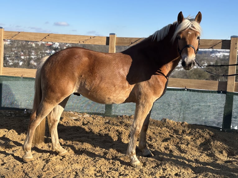 Haflinger / Avelignese Castrone 5 Anni 150 cm Sauro in Iggingen
