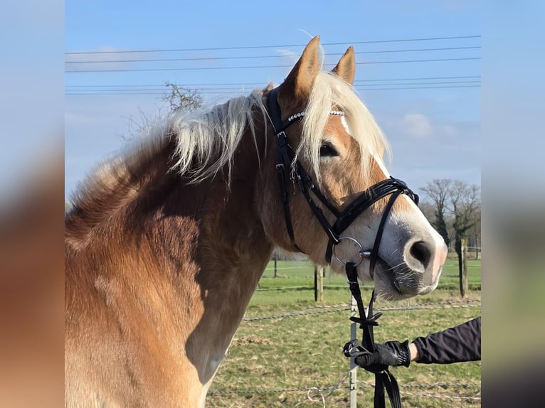 Haflinger / Avelignese Castrone 5 Anni 152 cm Sauro in Wachtendonk