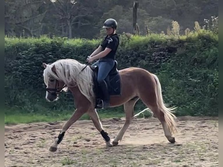 Haflinger / Avelignese Castrone 5 Anni 152 cm Sauro in SuhlendorfSuhlendorf