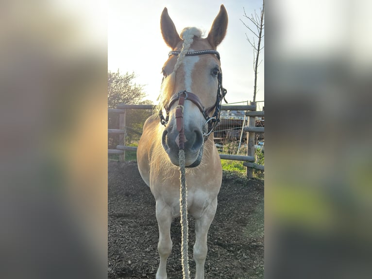 Haflinger / Avelignese Castrone 5 Anni 153 cm Sauro in Höhenkirchen-Siegertsbrunn