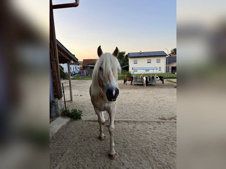 Haflinger / Avelignese Castrone 5 Anni 153 cm Sauro in Höhenkirchen-Siegertsbrunn