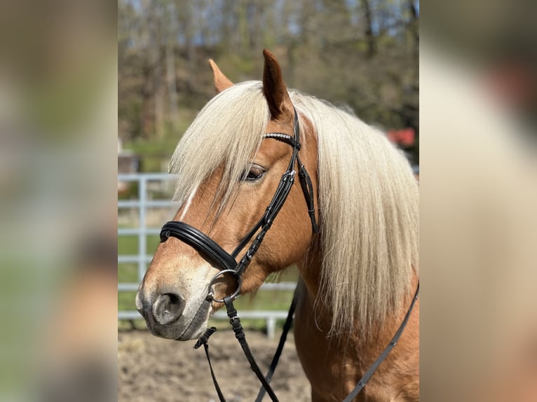 Haflinger / Avelignese Castrone 5 Anni 154 cm Baio chiaro in Netzschkau