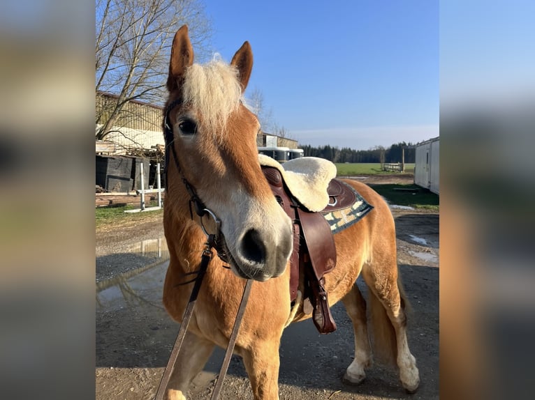 Haflinger / Avelignese Castrone 5 Anni 154 cm Baio chiaro in Halsbach, Kreis Altötting