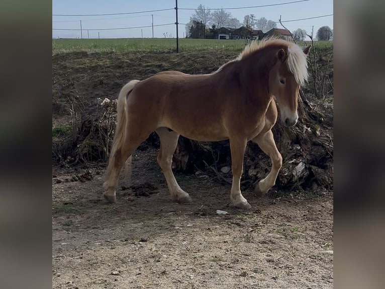 Haflinger / Avelignese Castrone 5 Anni 154 cm Baio chiaro in Halsbach, Kreis Altötting