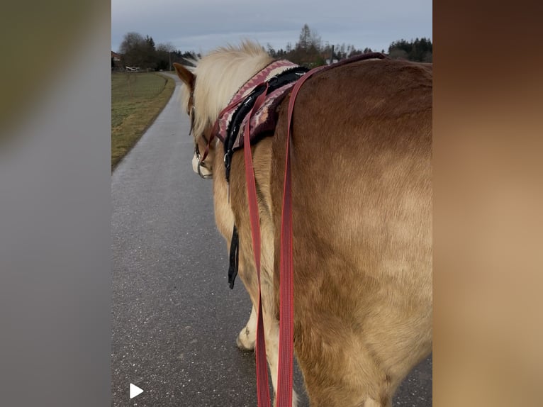 Haflinger / Avelignese Castrone 5 Anni 154 cm Baio chiaro in Halsbach, Kreis Altötting