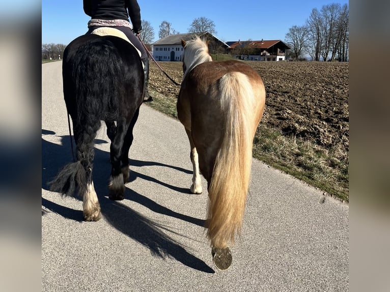 Haflinger / Avelignese Castrone 5 Anni 154 cm Baio chiaro in Halsbach, Kreis Altötting