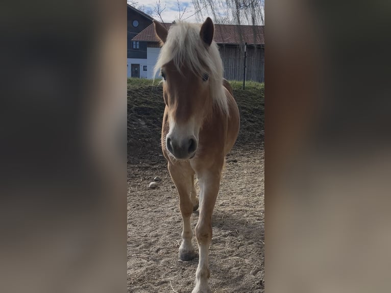 Haflinger / Avelignese Castrone 5 Anni 154 cm Baio chiaro in Halsbach, Kreis Altötting