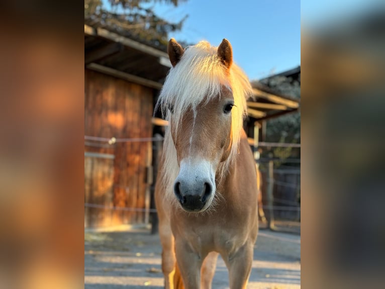 Haflinger / Avelignese Castrone 5 Anni 154 cm Sauro in Schwaikheim