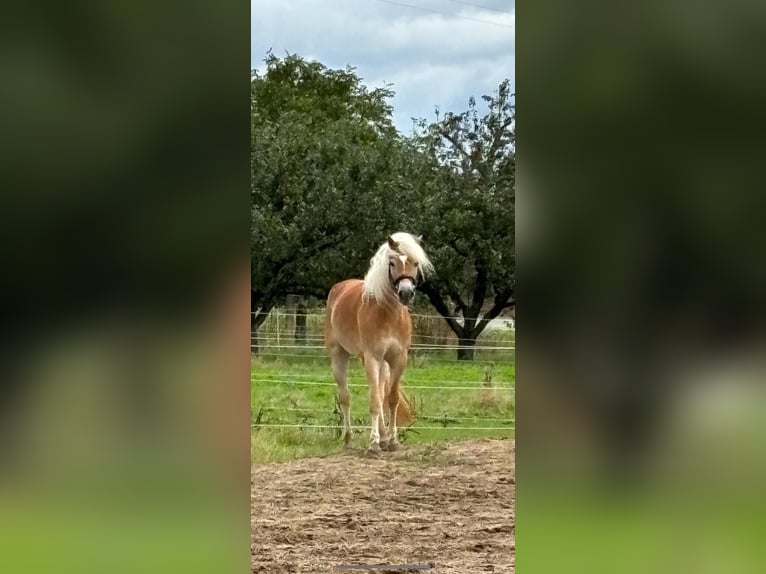 Haflinger / Avelignese Castrone 5 Anni 154 cm Sauro in Schwaikheim