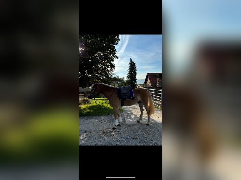 Haflinger / Avelignese Castrone 5 Anni 154 cm Sauro in Schwaikheim