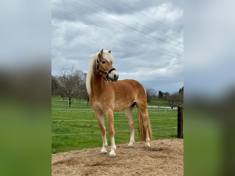 Haflinger / Avelignese Castrone 5 Anni 154 cm Sauro in Schwaikheim