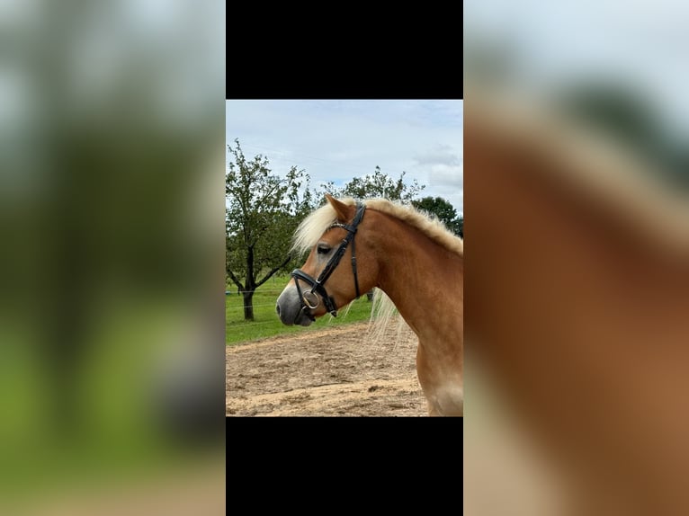 Haflinger / Avelignese Castrone 5 Anni 154 cm Sauro in Schwaikheim