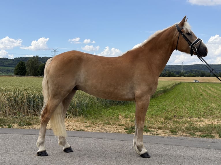 Haflinger / Avelignese Castrone 5 Anni 154 cm Sauro in Riedlingen