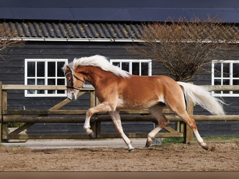 Haflinger / Avelignese Castrone 5 Anni 155 cm Sauro in Wervershoof
