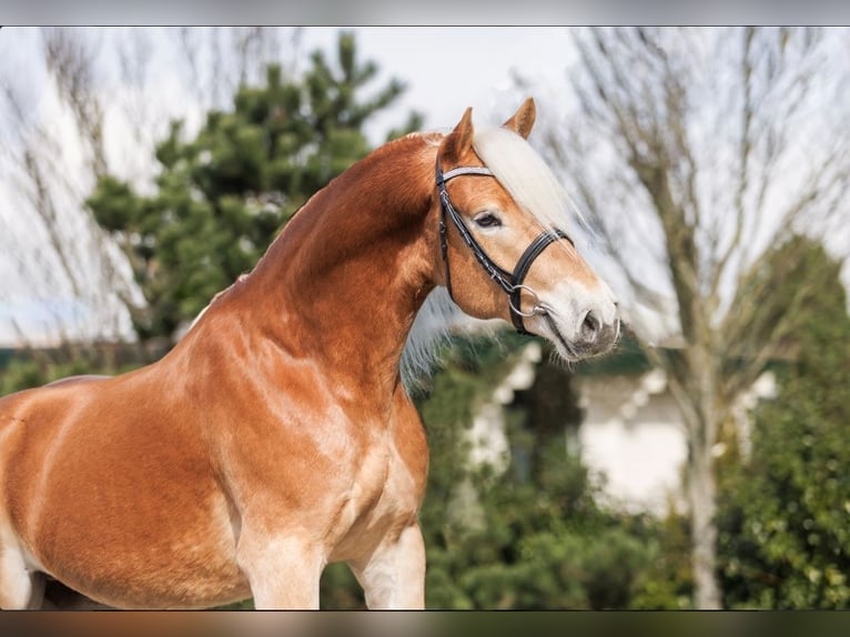 Haflinger / Avelignese Castrone 5 Anni 155 cm Sauro in Wervershoof