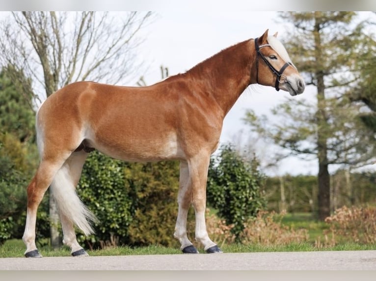 Haflinger / Avelignese Castrone 5 Anni 155 cm Sauro in Wervershoof