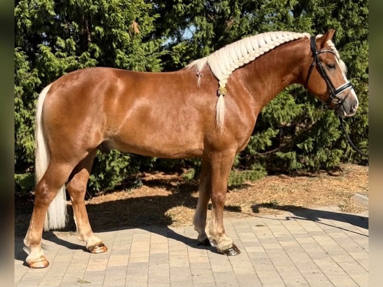 Haflinger / Avelignese Mix Castrone 5 Anni 155 cm Sauro in Békéscsaba
