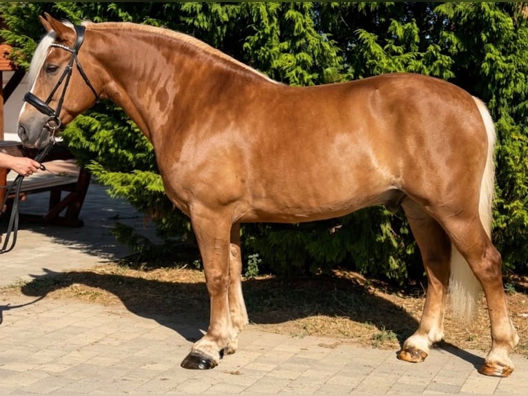 Haflinger / Avelignese Mix Castrone 5 Anni 155 cm Sauro in Békéscsaba