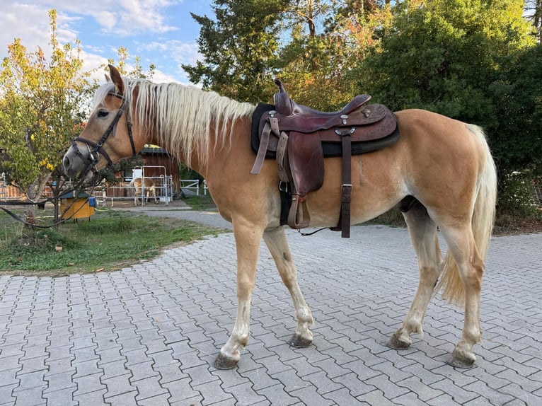 Haflinger / Avelignese Castrone 5 Anni 155 cm Sauro in Mainbernheim